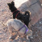 The Further Adventures of Summer and Parker